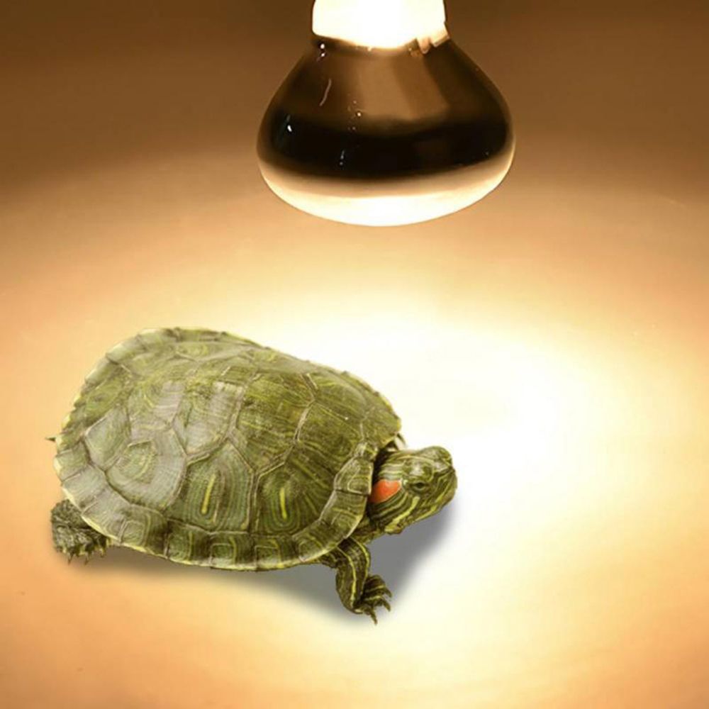 Amphibien-Wärmelampe, Heizgerä – Basking Bulb Halogen Bewertung und Preis
